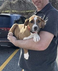 Lab, border collie mix, puppies picture 3