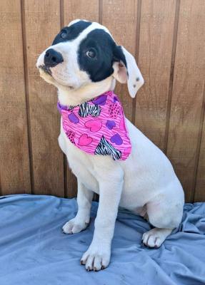 Border Collie, Lab  pups female picture 4