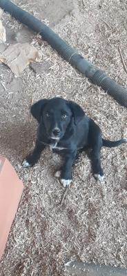 Border Collie, Lab  pups female picture 1