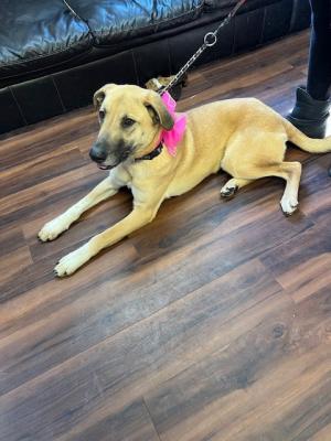 Golden lab mix picture 1