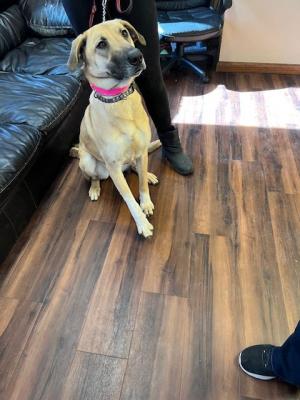 Golden lab mix picture 2