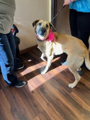 Golden lab mix picture 3