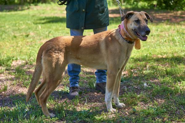 Belgian Malinoise Yellow Lab mx picture 1