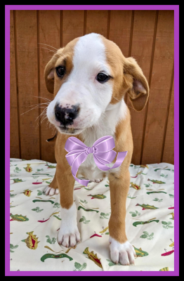 lab , border collie mix pups picture 1