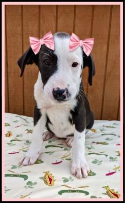 lab , border collie mix pups picture 2