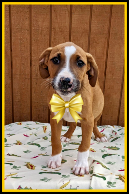 lab , border collie mix pups picture 3