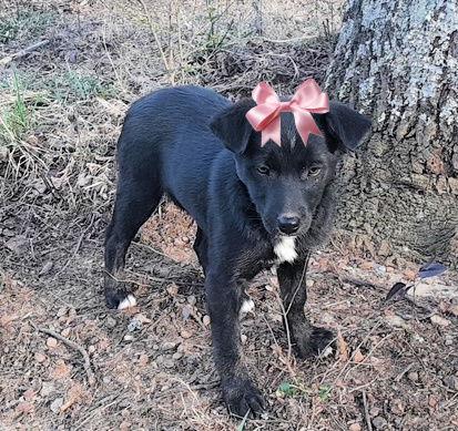 Lab, Border, Collie pups  female picture 2
