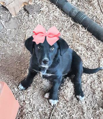 Lab, Border, Collie pups  female picture 1