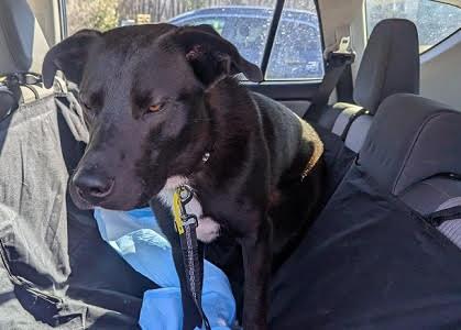 Black Lab, Black Lab male picture 1