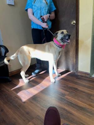 Lab , Malinoise mix picture 2