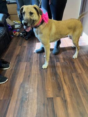 Lab , Malinoise mix picture 1