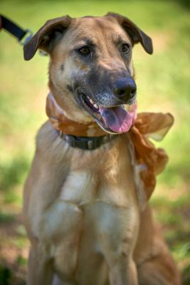 Lab , Malinoise mix picture 1