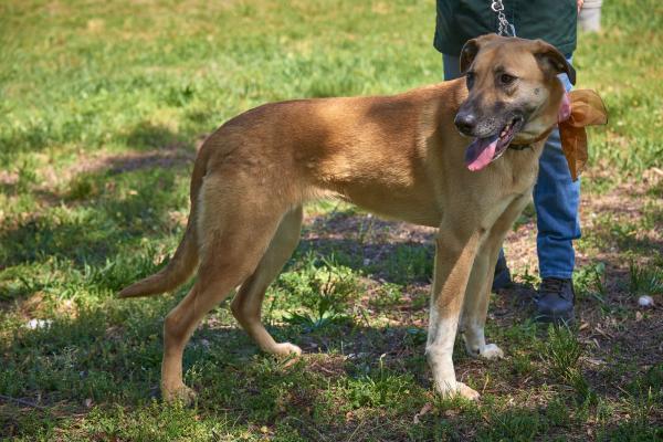 Lab , Malinoise mix picture 2