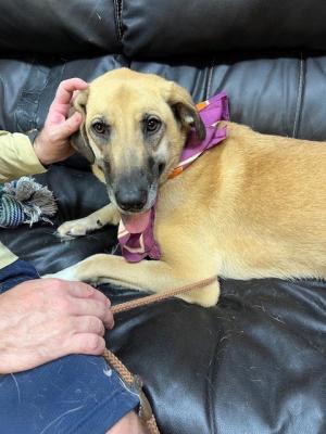greyhound lab mx picture 2