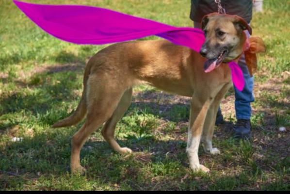 greyhound lab mx picture 4