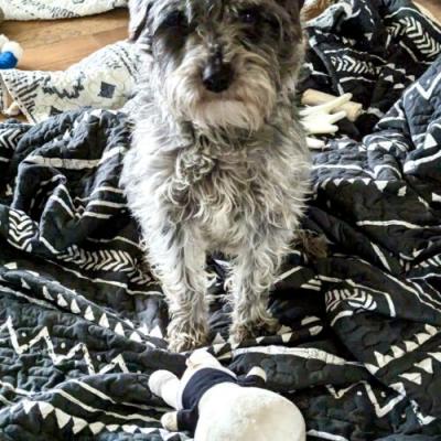 Gizmo picture 2