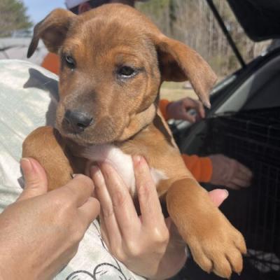 Penny picture 1