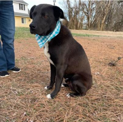 Border Collie, lab  male picture 2