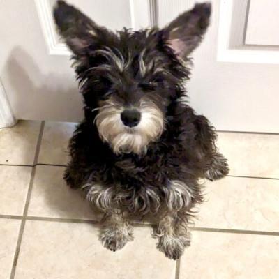 Mini Schnauzer female picture 1