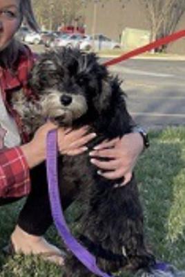 Mini Schnauzer female picture 2