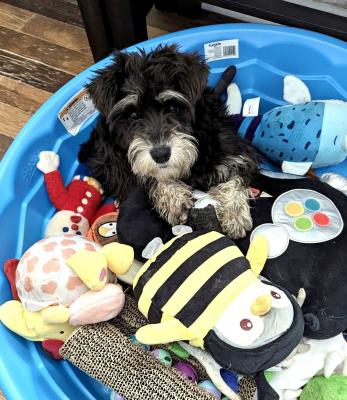 Mini Schnauzer female picture 3
