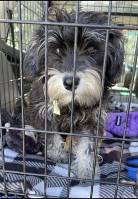Mini Schnauzer female picture 4