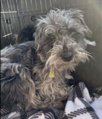 MINI SCHNAUZER MALE picture 3