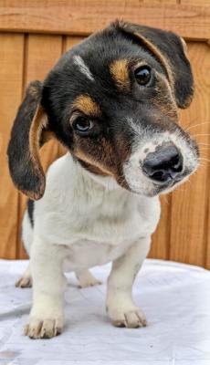 Dachshund, Basset mx picture 3