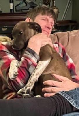 Chocolate  lab mix pups picture 2