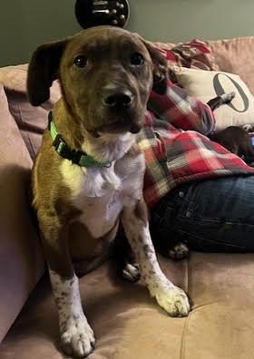 Black lab, Bordercollie mix , Male picture 2