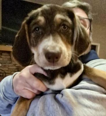 BEAGLE , English SPANIEL MIX PUPS picture 2