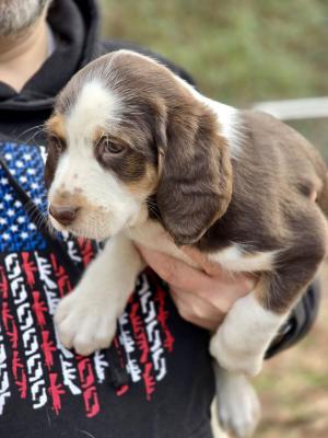 BEAGLE , English SPANIEL MIX PUPS picture 3