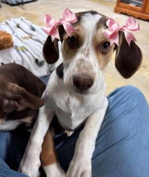 English SPANIEL MIX PUP picture 1