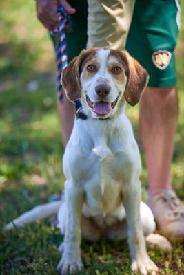 English SPANIEL MIX PUP picture 2