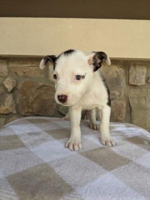 Nala picture 2