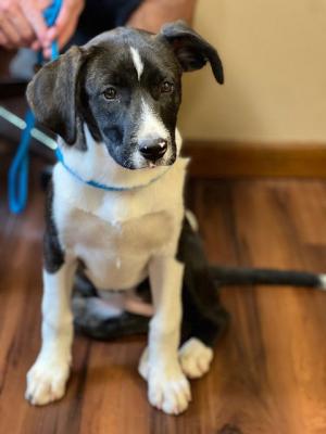Bordercollie lab pup picture 1