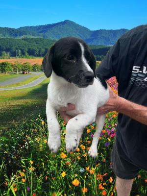 Stormy with her short legs and long body picture 3