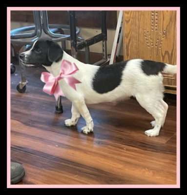 Stormy with her short legs and long body picture 1