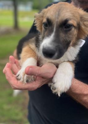 Sable picture 2