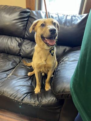 Golden Labrador Retriever picture 2