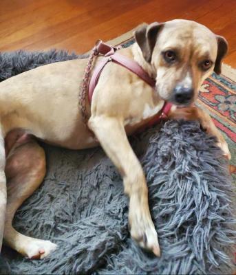 Eowyn / pet parent  passed away picture 1