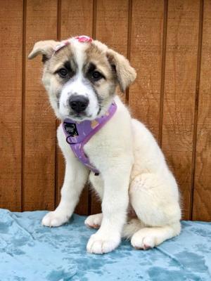Great Pyrenees mix pups picture 3