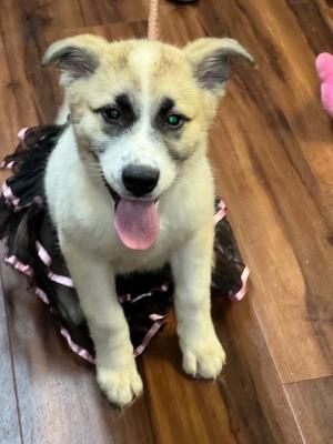 Great Pyrenees mix pups picture 2