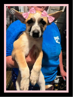 Small pups, small pups picture 2