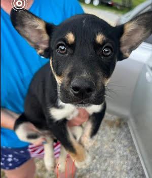 Small pups, small pups picture 3