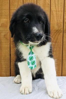 Timmy picture 4