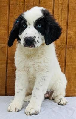 Tealy aka Elsie picture 4