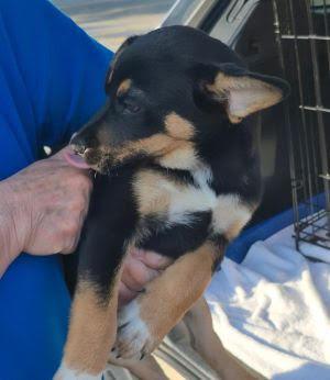 Xavier - chiweenie picture 2