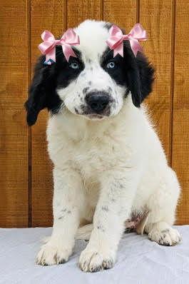 Blue eyed border collie  newfie mx pups picture 1