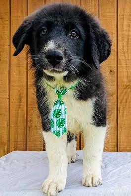 Blue eyed border collie  newfie mx pups picture 2